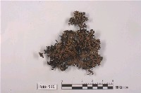 藏品(綿腹衣屬)的圖片